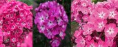 Alexandra Phlox2